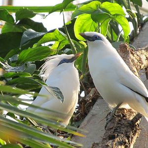Bali Mynah