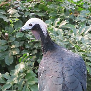 Blue-throated Piping Guan