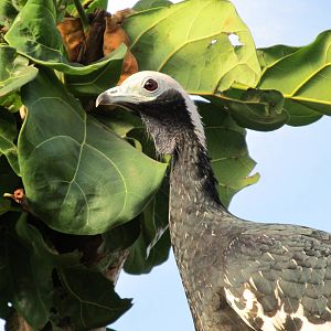 Blue-throated Piping Guan