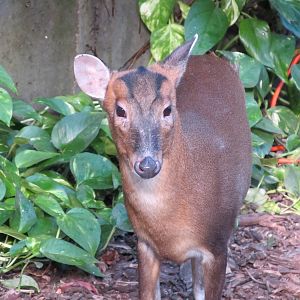 Indian Muntjac