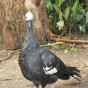 Blue-throated Piping Guan