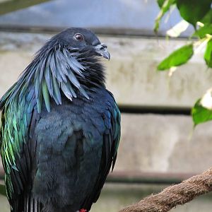 Nicobar Pigeon