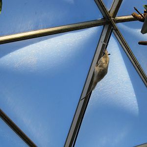 Free-roaming Tamandua