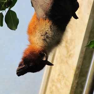 Ryukyu Flying Fox