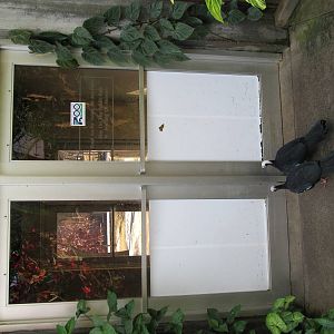 Blue-throated Piping Guans