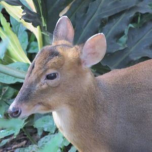 Indian Muntjac