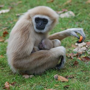 GIBBON AND BABY