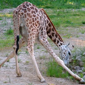Giraffa camelopardalis rothschildi / Baringo giraffe (male Kimi)