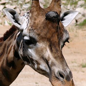 Giraffa camelopardalis rothschildi / Baringo giraffe (male Peryskop)