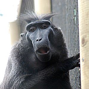 SULWESI MACAQUE