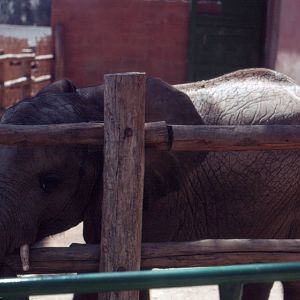 Fuengirola Zoo 1974 - Young African Elephant