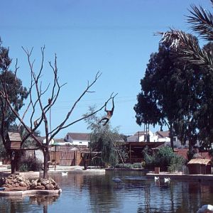 Fuengirola Zoo 1974 - Gibbon island out on a lake