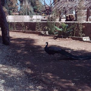 Fuengirola Zoo 1974 - Free-ranging Peacock