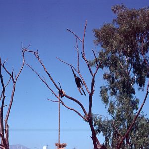 Fuengirola Zoo 1974 - White-handed Gibbon swinging in a tree