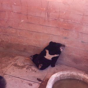 Fuengirola Zoo 1974 - Asiatic Black Bear