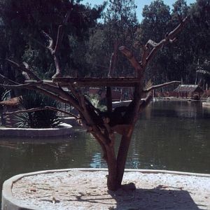 Fuengirola Zoo 1974 - Primate exhibit ot on a lake