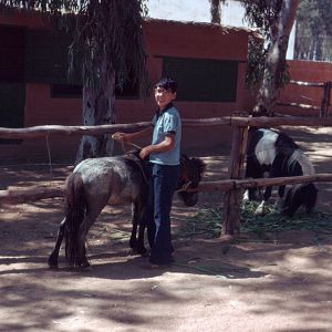 Fuengirola Zoo 1974 - Pony ride
