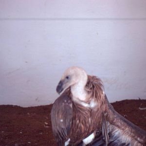 Fuengirola Zoo 1974 - Griffon Vulture