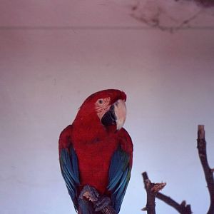 Fuengirola Zoo 1974 - Green Wing Macaw