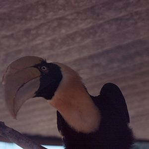 Fuengirola Zoo 1974 - Great Hornbill
