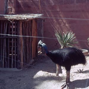 Fuengirola Zoo 1974 - Double-wattled Cassowary