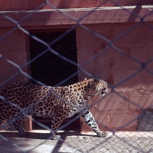 Fuengirola Zoo 1974 - African Leopard