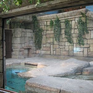 Jungle - Golden Crocodile Exhibit