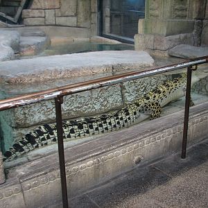 Jungle - Golden Crocodile Exhibit