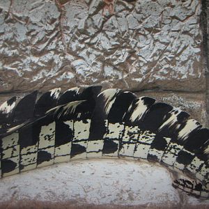 Jungle - Golden Crocodile Exhibit