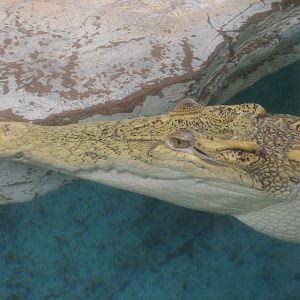 Jungle - Golden Crocodile Exhibit