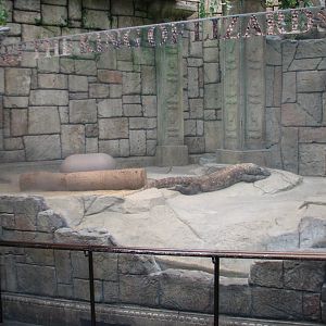 Jungle - Komodo Dragon Exhibit