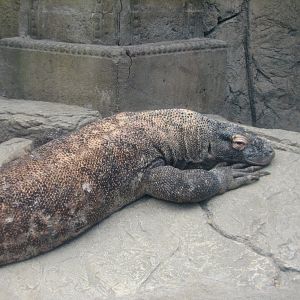 Jungle - Komodo Dragon Exhibit