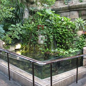 Jungle - African Cichlid Brichardi Exhibit