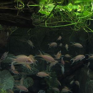 Jungle - African Cichlid Brichardi Exhibit