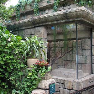 Jungle - Burmese Python, Asian Arrowana, Fly River Turtle, and Pignose Turt