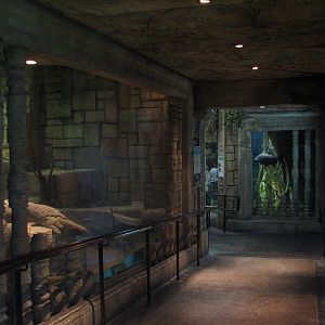 Jungle - Burmese Python, Asian Arrowana, Fly River Turtle, and Pignose Turt