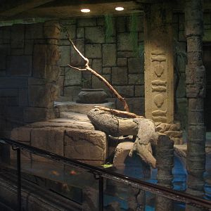 Jungle - Burmese Python, Asian Arrowana, Fly River Turtle, and Pignose Turt