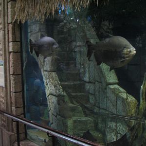 Jungle - Amazon Predators Exhibit