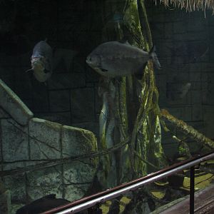 Jungle - Amazon Predators Exhibit