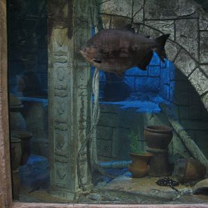 Jungle - Amazon Predators Exhibit