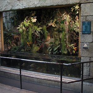 Jungle - Piranha Exhibit