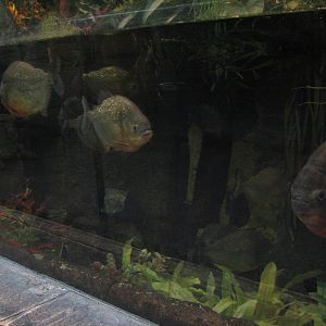 Jungle - Piranha Exhibit