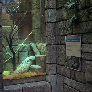 Jungle - Green Tree Monitor Exhibit