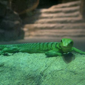 Jungle - Green Tree Monitor Exhibit