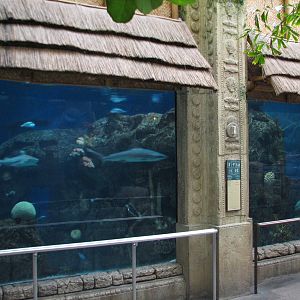 Temple - Reef Tunnel Exhibit Preview