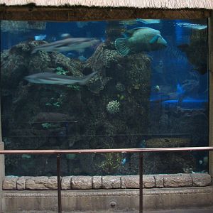 Temple - Reef Tunnel Exhibit Preview