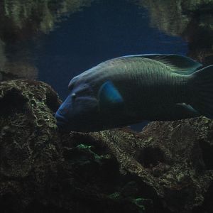 Temple - Reef Tunnel Exhibit Preview - Humphead Wrasse