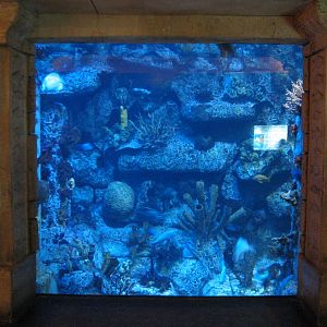 Temple - Caribbean Reef Exhibit