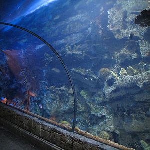 Temple - Reef Tunnel Exhibit