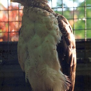 New Guinea Harpy Eagle